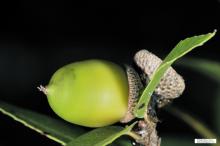 Quercus tarakoensis © Ming-I Weng 7.jpg