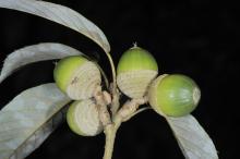 Quercus stenophylloides © Ming-I Weng 7_0.jpg