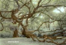 Fairchild Oak Fiarchild Oak