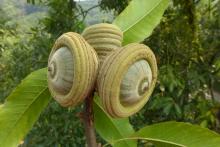 2013092201_240 fig.205.jpg