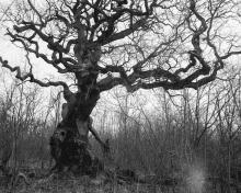 © Gustaf Emanuelsson © Gustaf Emanuelsson