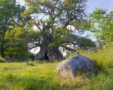 The Oak of Kvill. © Gustaf Emanuelson. All rights reserved.