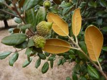 Q. alnifolia