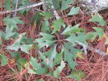 Quercus georgiana Quercus georgiana