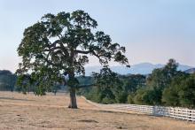 Quercus lobata, San Marcos Pass Rd., Santa Barbara, California, USA. Quercus lobata, San Marcos Pass Rd., Santa Barbara, California, USA.