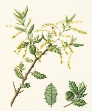 Quercus monimotricha q._monimotricha_christine_battle.jpg