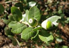 Quercus grisea - Greenlee County, AZ