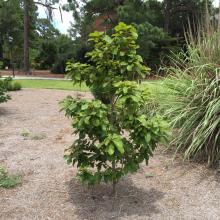 Quercus insignis