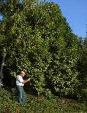 Michael Avishai with Q. pontica