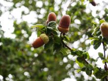 OLYMPUS DIGITAL CAMERA quercus_x_haynaldiana_bokrijk.jpg