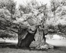 The Queen Elizabeth Oak by Beth Moon The Queen Elizabeth Oak by Beth Moon