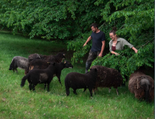Jacqui and Tom introducing their flock of Badger Face Torwen sheep to the delights of tree browse  © Amanda Jackson and Pembrokeshire Agroforestry