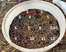 A1's 2024 crop of acorns
