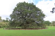 Quercus canariensis in Cornwall Park, Epsom, Auckland, New Zealand, the champion specimen in New Zealand, planted in the 1920s, 27.2 m tall with a trunk diameter of 209 cm (G. Collett pers. comm. 2026)  © Gerald Collett