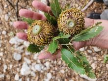 Quercus macrolepis Quercus macrolepis