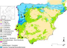Figure 1: Iberian White oaks sampling distribution. Sampling locations are placed above the main biogeographic lifezones obtained by modelling deciduous (Temperate-Eurosiberian) and brevi-deciduous/marcescent (Submediterranean) oaks, with the overlap of both lifezones considered to be transitional (Eurosiberian-Submediterranean). Squares represent true roburoid oaks and circles represent former Sect. Dascia and Sect. Galliferae species. Adapted from Vila-Viçosa et al. (2019). Taxon labels reflect the original field and literature-based sampling identifications. Figure 1: Iberian White oaks sampling distribution. Sampling locations are placed above the main biogeographic lifezones obtained by modelling deciduous (Temperate-Eurosiberian) and brevi-deciduous/marcescent (Submediterranean) oaks, with the overlap of both lifezones considered to be transitional (Eurosiberian-Submediterranean). Squares represent true roburoid oaks and circles represent former Sect. Dascia and Sect. Galliferae species. Adapted from Vila-Viçosa et al. (2019). Taxon labels reflect the origin