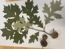 Quercus ×tottenii ‘Sweet Braude’, Quercus ×tottenii ‘Sweet Braude’
