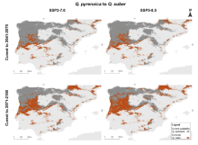 Figure 8 from Pasos et al. (2026) showing turnover from Quercus pyrenaica’s current suitable area to Q. suber under two climate scenarios (SSP3-7.0 and SSP5-8.5) and two time frames (2041–2070 and 2071–2100)