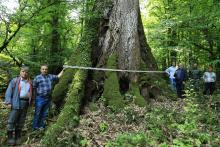 Champion Quercus castaneifolia in Iran
