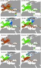 Modeled distributions of temperate-zone species (Quercus robur and Q. petraea) under climatic conditions of the Last Glacial Maximum (~22,000 years before present), the Present, and future projections (2081-2100) under SSP1-2.6 and SSP5-8.5 scenarios.
