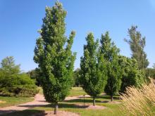 Quercus ×bimundorum ‘Crimschmidt’ growing in the Prairie Arboretum, Freeman, South Dakota, USA © Dirk GiseburtQuercus ×bimundorum ‘Crimschmidt’ growing in the Prairie Arboretum, Freeman, South Dakota, USA © Dirk Giseburt