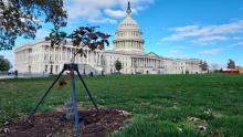 Quercus marilandica and the Capitol