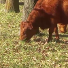 Cattle eating acorns