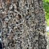 Acorns Cached in Cork