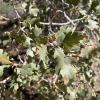 Quercus xmunzii