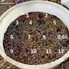 A1's 2024 crop of acorns