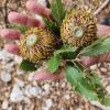 Quercus macrolepis