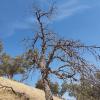 Oak decline in Iran
