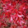 Quercus ellipsoidalis - Guy Sternberg