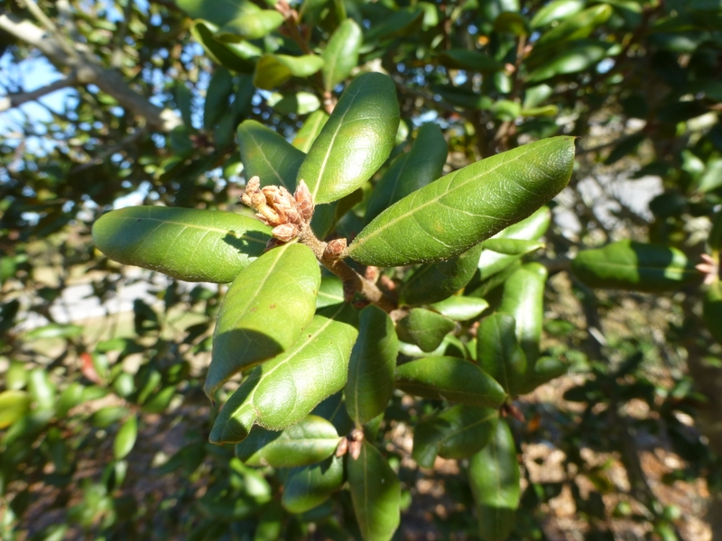 Oak Open Days at Aiken, SC, USA | International Oak Society