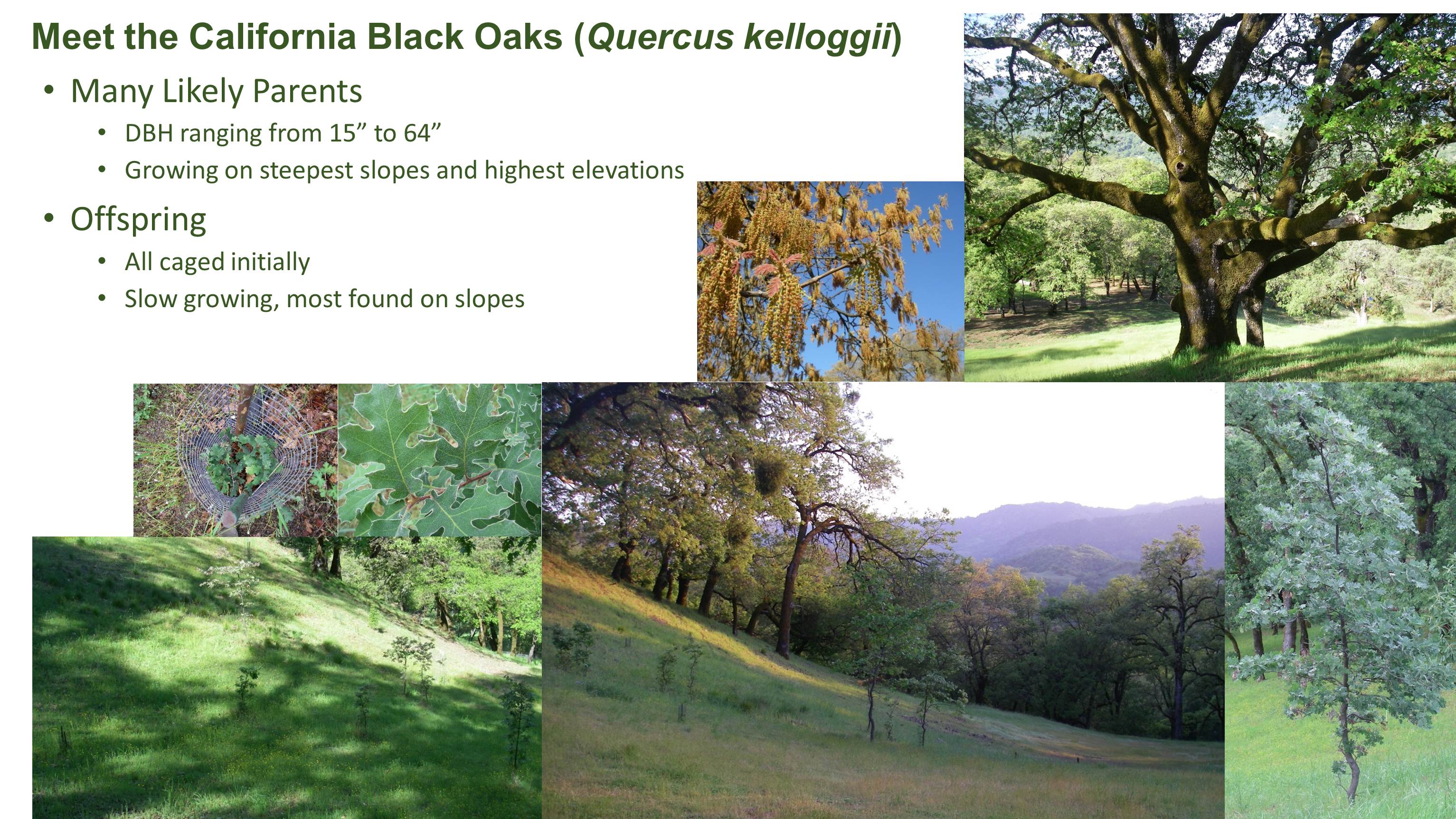 Twentytwo Years of Oak Woodland Conservation International Oak Society