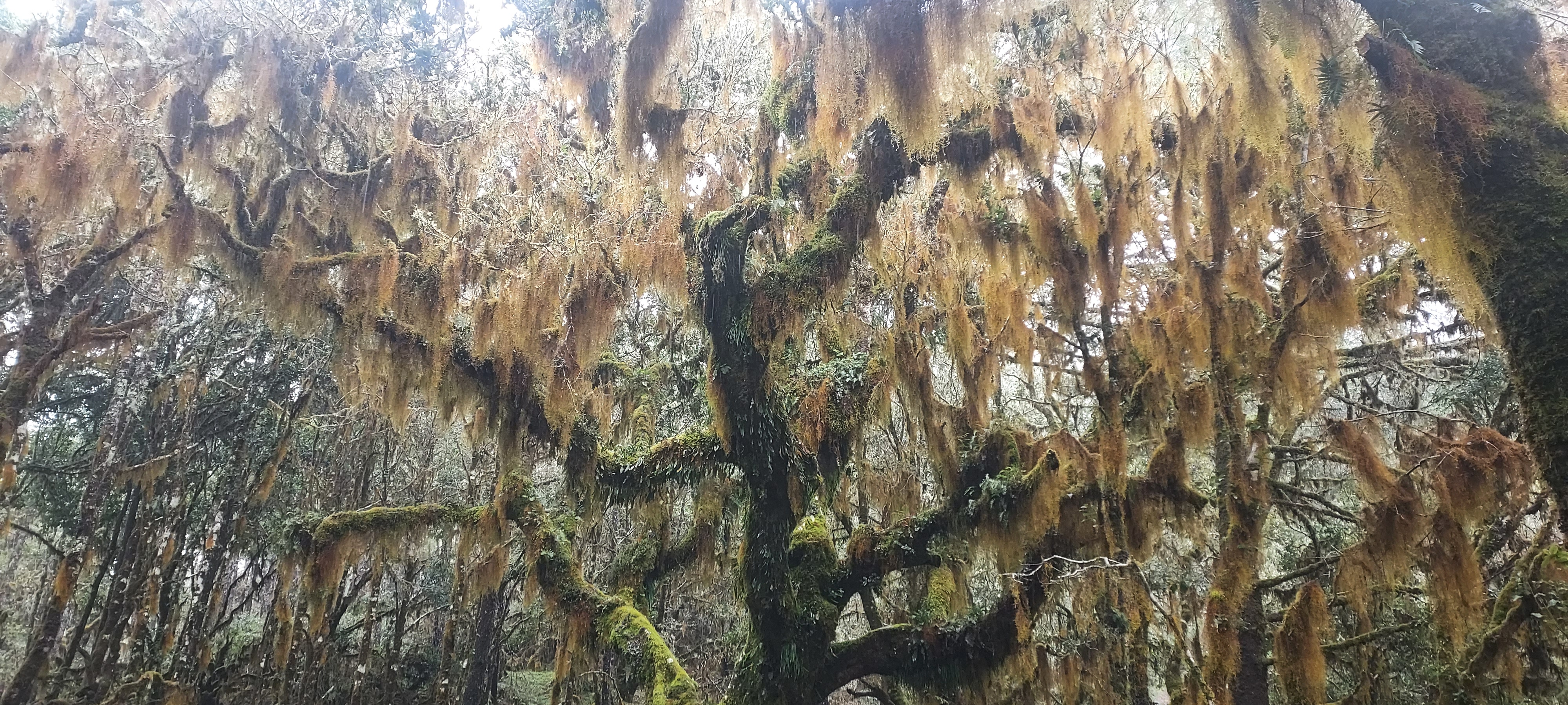 Juarez Roderick Post-Conference Tour: Oaxaca | International Oak Society