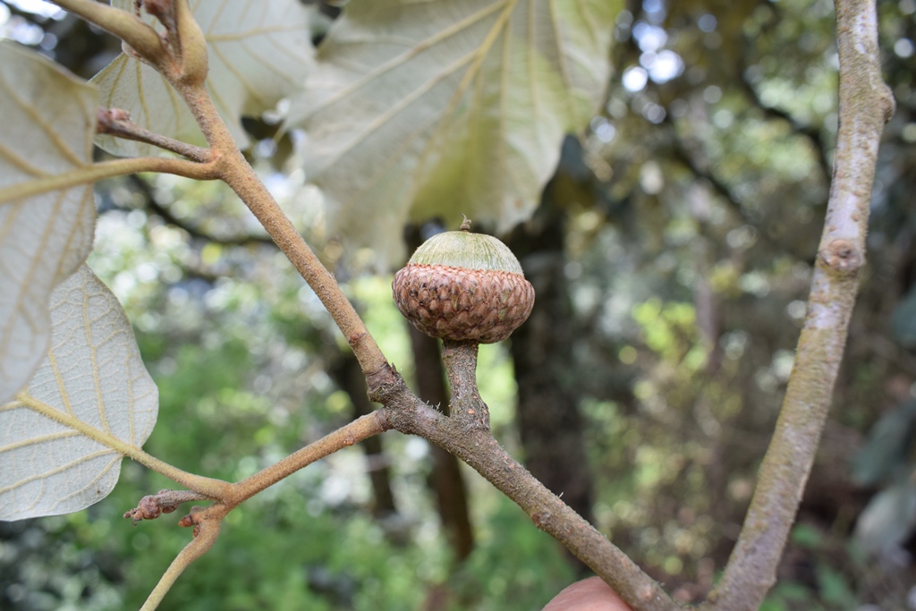 Uniting for Oaks: Mesoamerican Oak Research at the ATBC Meeting in ...