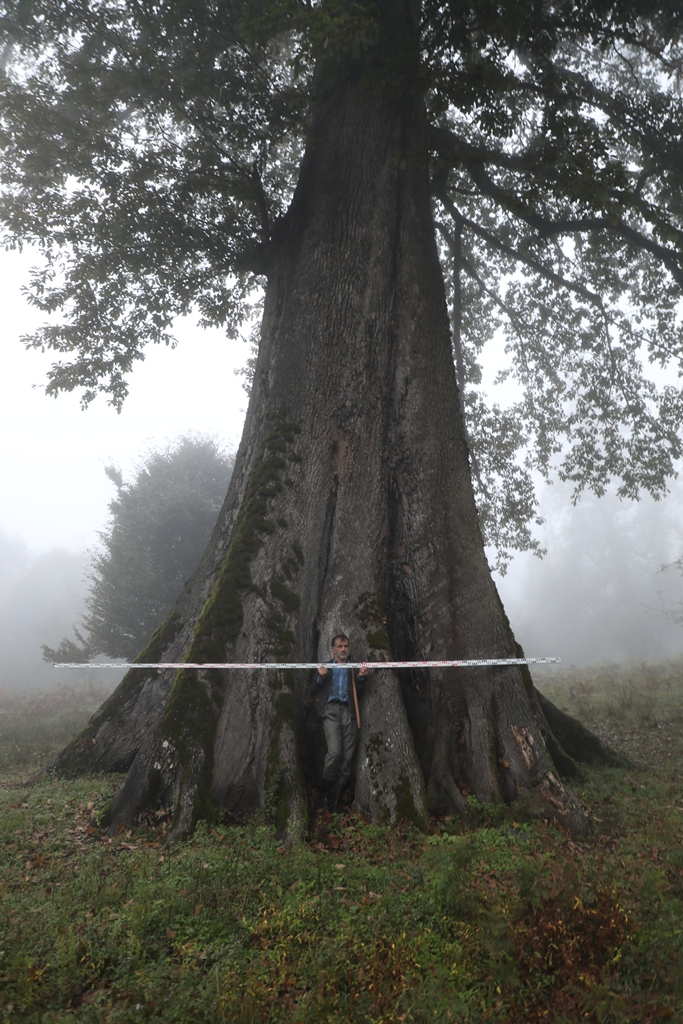 Species Spotlight: Quercus castaneifolia C.A.Mey | International Oak ...