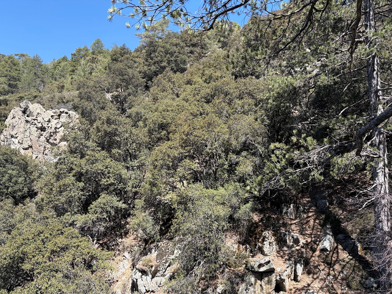 Kalidonia Cyprus, April-May 2026 – Vacation Impressions | International Oak Society