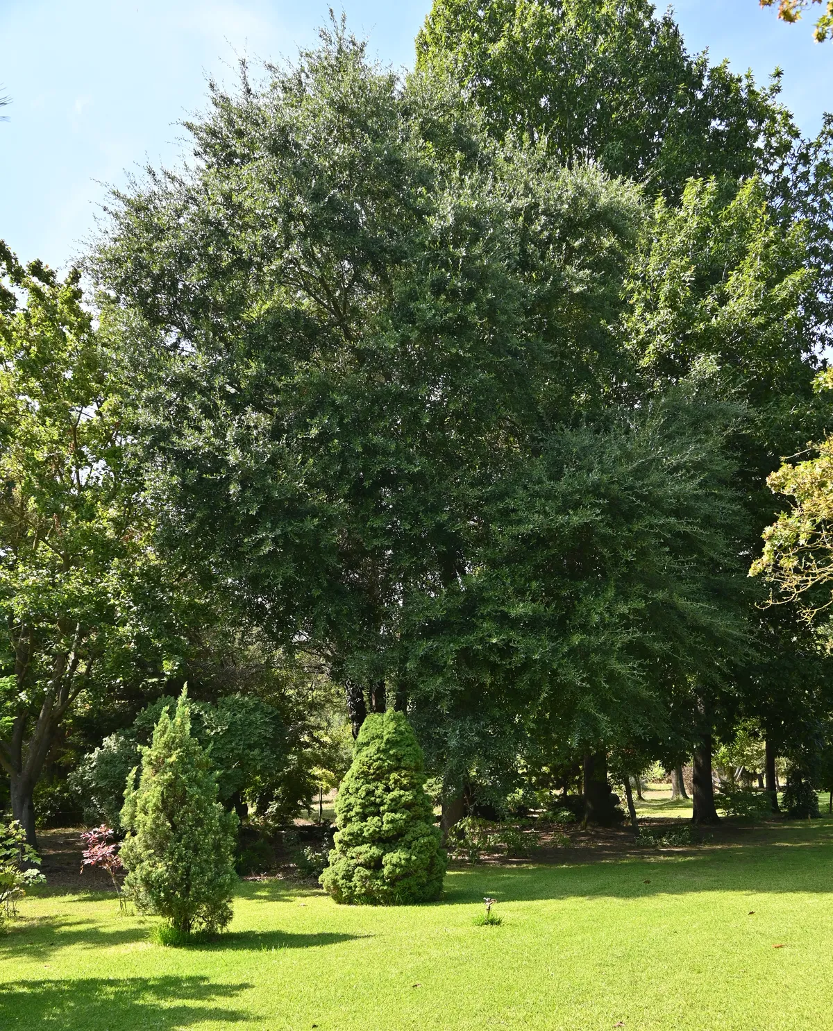 Quercus laurifolia