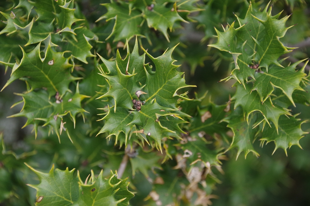 The Elusive Baloot | International Oak Society