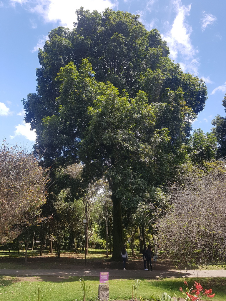 Quercus humboldtii in Bogotá | International Oak Society