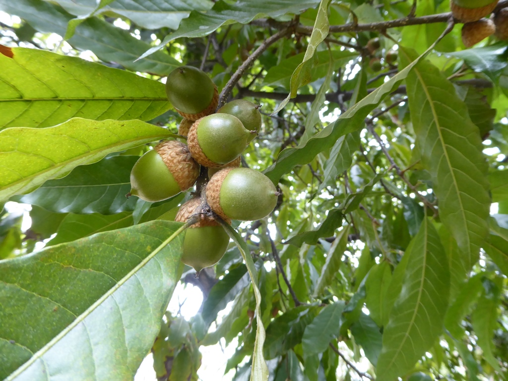 Variation in Quercus humboldtii Acorns | International Oak Society