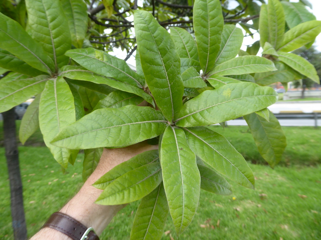 Quercus humboldtii in Bogotá | International Oak Society