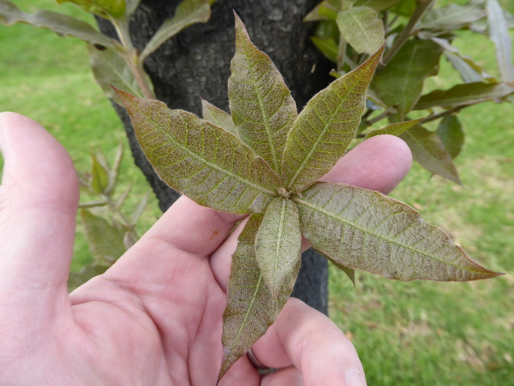 Quercus humboldtii in Bogotá | International Oak Society