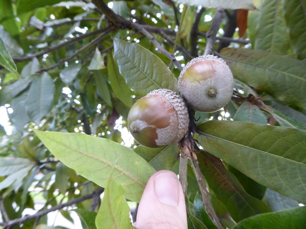 Quercus humboldtii in Bogotá | International Oak Society