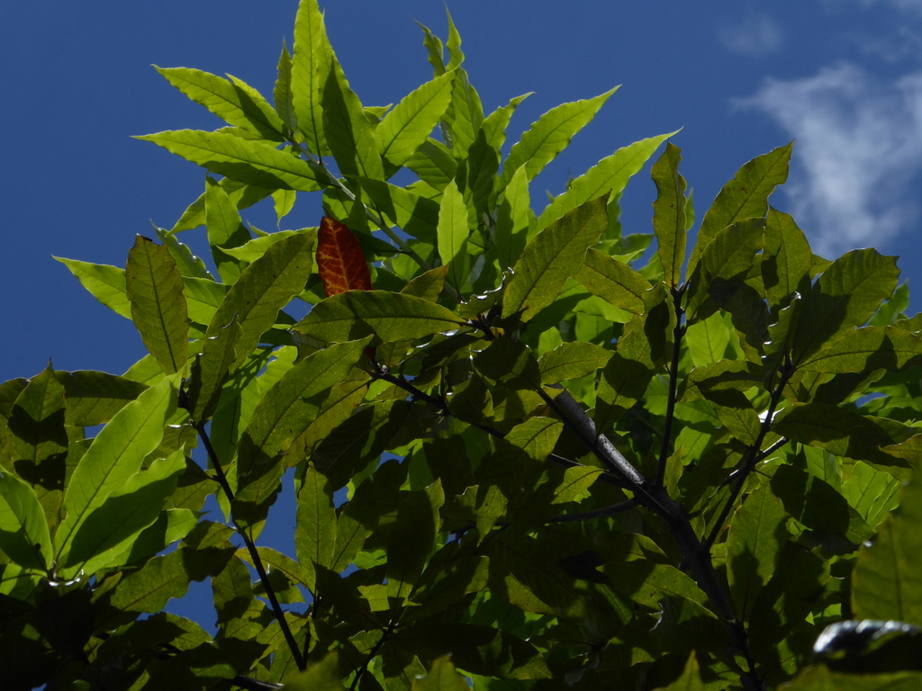Quercus humboldtii in Bogotá | International Oak Society
