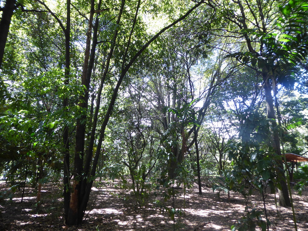 Quercus humboldtii in Bogotá | International Oak Society