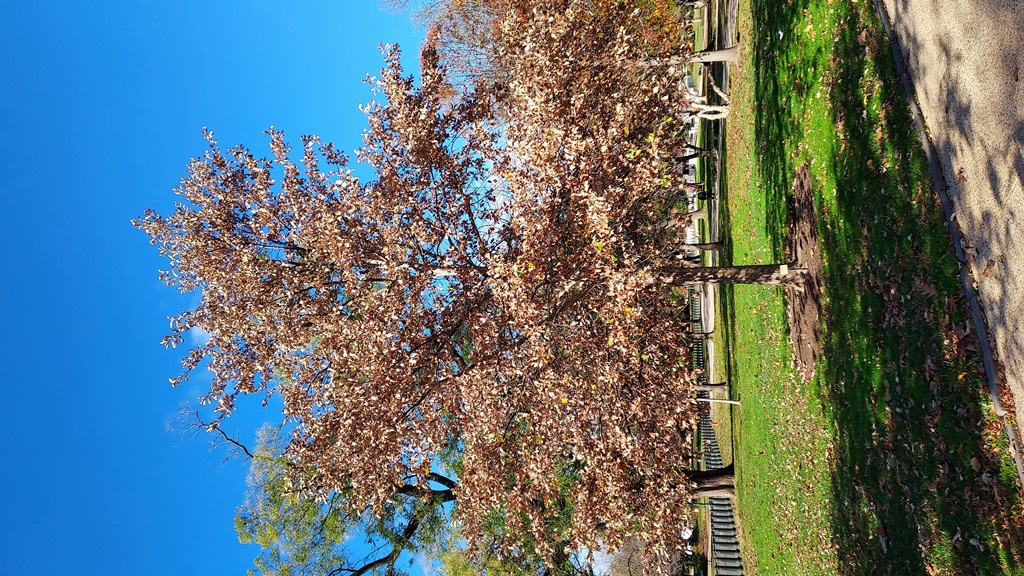 Capitol Oaks | International Oak Society
