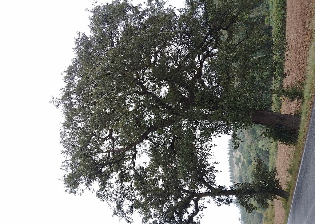 Ancient Oaks Need Safeguarding in Portugal | International Oak Society